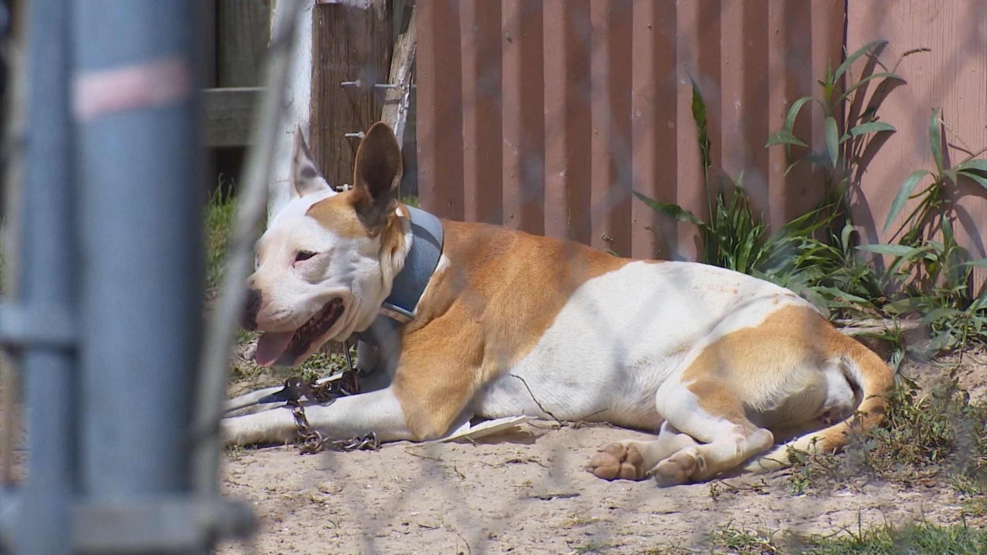 Texas Bill Targets Owners of Pets Left Chained Up